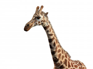 giraffe rigged animal low poly Modello 3D