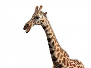 giraffe rigged animal low poly 3D Model