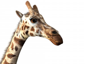 giraffe rigged animal low poly Modello 3D