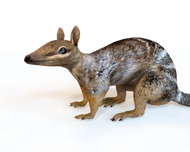 numbat rigged low poly animal 3D Model .c4d .max .obj .3ds .fbx .stl .blend 