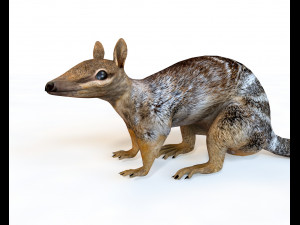 numbat rigged low poly animal 3D Model