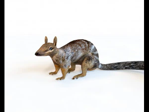 numbat rigged low poly animal 3D Model