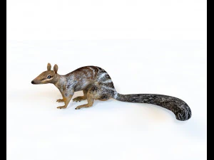 numbat rigged low poly animal 3D Model