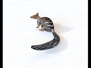 numbat rigged low poly animal 3D मॉडल