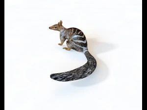 numbat rigged low poly animal 3D Model