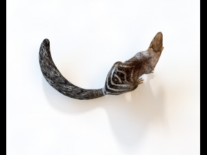 numbat rigged low poly animal 3D मॉडल