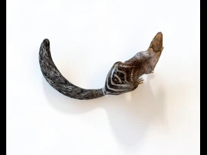numbat rigged low poly animal 3D Model
