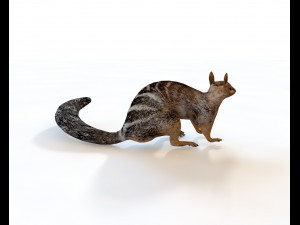 numbat rigged low poly animal 3D मॉडल