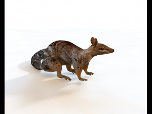 numbat rigged low poly animal 3D मॉडल