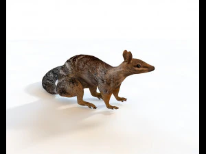 numbat rigged low poly animal 3D Model