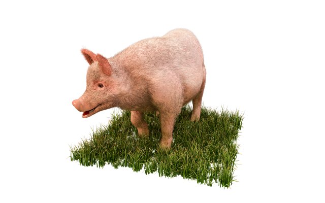 pink pig hair fur rigged low poly animal 3D Model .c4d .max .obj .3ds .fbx .stl .blend 