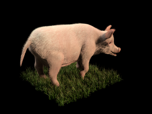 pink pig hair fur rigged low poly animal 3D Model