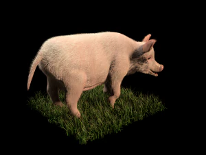 pembe domuz kılı k&uuml;rk hileli d&uuml;ş&uuml;k poli hayvan 3D Model