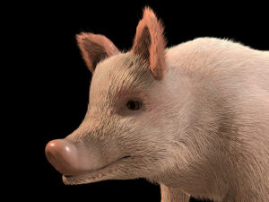 pink pig hair fur rigged low poly animal 3D Model