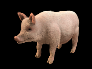 pink pig hair fur rigged low poly animal 3D Model