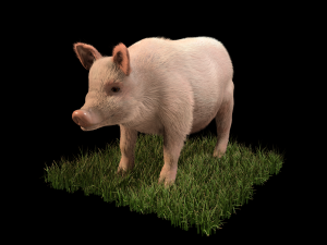 pink pig hair fur rigged low poly animal 3D Model