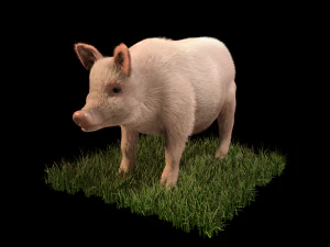 pembe domuz kılı k&uuml;rk hileli d&uuml;ş&uuml;k poli hayvan 3D Model