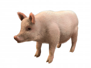 pink pig hair fur rigged low poly animal 3D Model