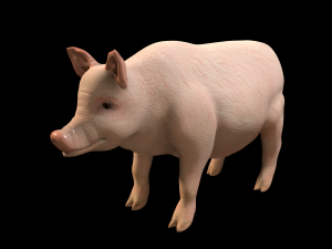 pink pig hair fur rigged low poly animal 3D Model