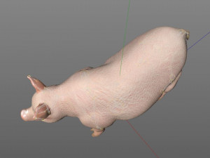 pink pig hair fur rigged low poly animal 3D Model