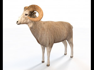 White Ram Sheep Rigged Low Poly Animal 3D Model