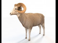 White Ram Sheep Rigged Low Poly Animal 3D Model