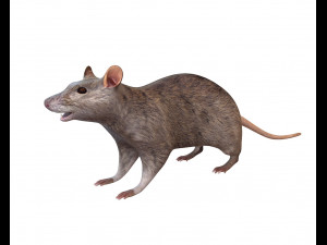 Rat Mouse Rigged Low Poly Animal Modello 3D