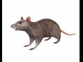 Rat Mouse Rigged Low Poly Animal Modello 3D