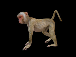 Rhesus Monkey Rigged Low Poly Animal 3D Model