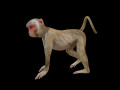 Rhesus Monkey Rigged Low Poly Animal 3D Model