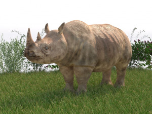 rhinoceros rigged low poly animal Model 3D