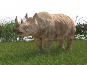 rhinoceros rigged low poly animal Model 3D