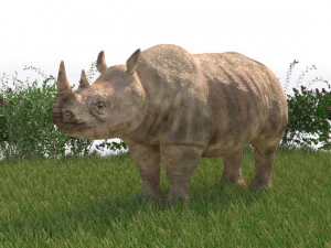 rhinoceros rigged low poly animal 3D Model