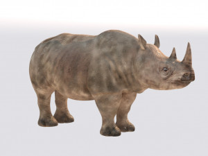 rhinoceros rigged low poly animal Model 3D