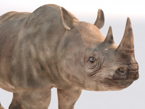 rhinoceros rigged low poly animal Model 3D