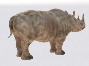 rhinoceros rigged low poly animal 3D Model