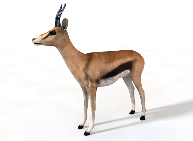 thompson gazelle rigged low poly animal 3D-Modell .c4d .max .obj .3ds .fbx .stl .blend 
