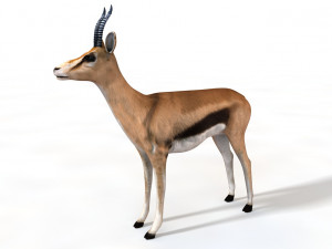 thompson gazelle rigged low poly animal 3D Model