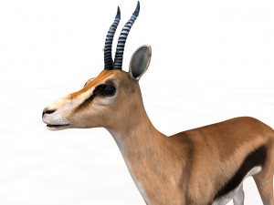 thompson gazelle rigged low poly animal 3D-Modell