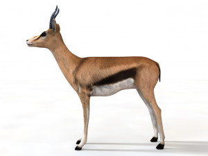 thompson gazelle rigged low poly animal 3D-Modell