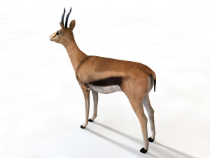 thompson gazelle rigged low poly animal 3D-Modell