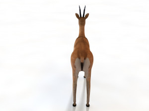 thompson gazelle rigged low poly animal 3D-Modell