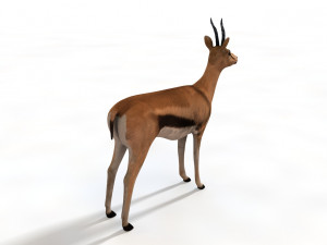 thompson gazelle rigged low poly animal 3D-Modell