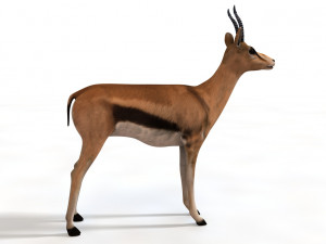 thompson gazelle rigged low poly animal 3D-Modell