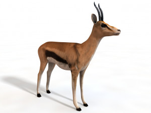 thompson gazelle rigged low poly animal 3D-Modell