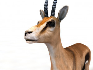 thompson gazelle rigged low poly animal 3D-Modell