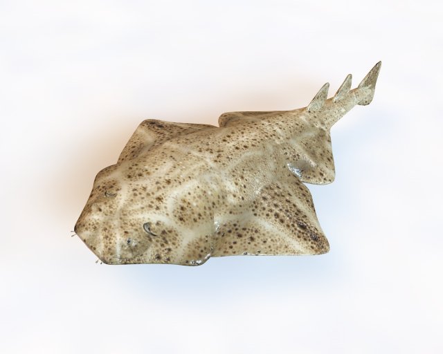 angel shark low poly fish Modèle 3D .c4d .max .obj .3ds .fbx .stl .blend 