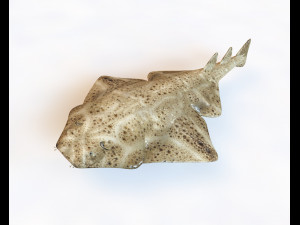 angel shark low poly fish Modelo 3D