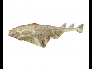 angel shark low poly fish Modèle 3D