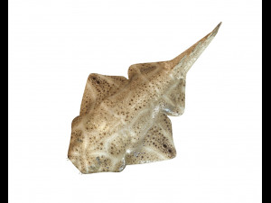 angel shark low poly fish Modèle 3D